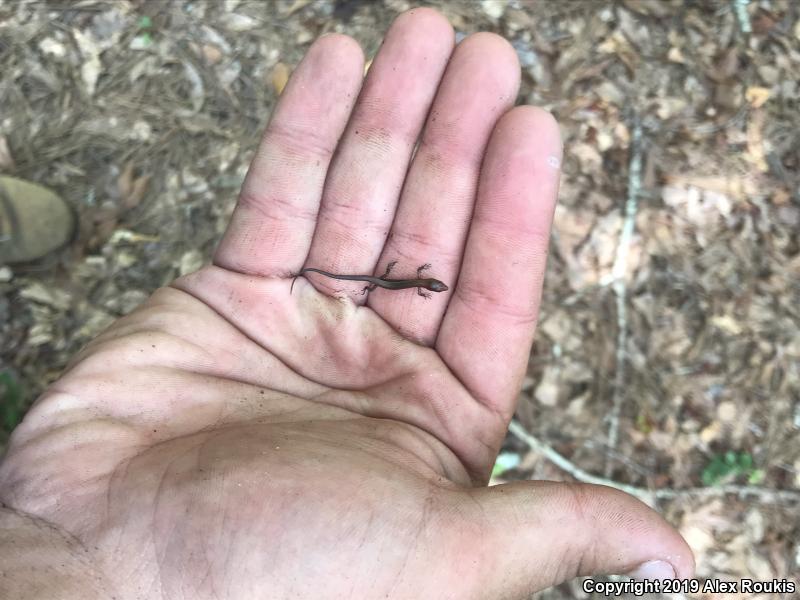 Little Brown Skink (Scincella lateralis)