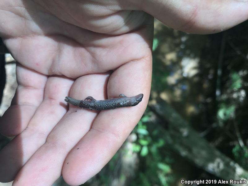 Northern Dusky Salamander (Desmognathus fuscus)