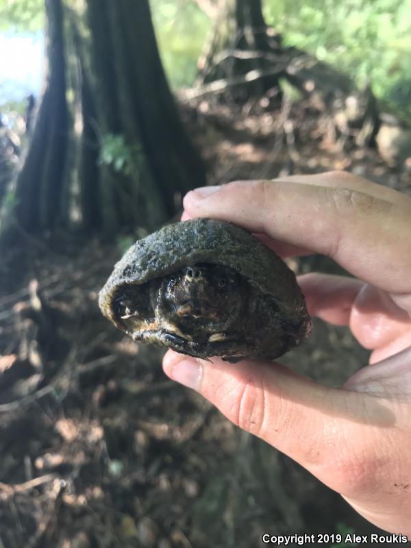 Eastern Mud Turtle (Kinosternon subrubrum subrubrum)