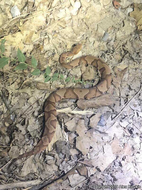 Northern  Copperhead (Agkistrodon contortrix mokasen)