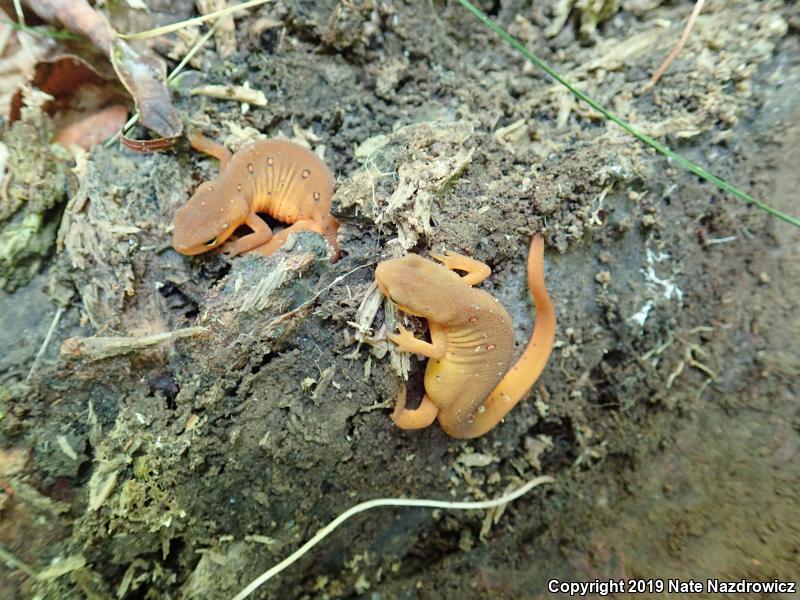 Red-Spotted Newt (Notophthalmus viridescens viridescens)