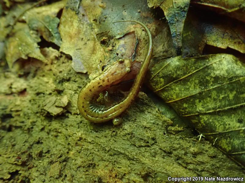 Allegheny Mountain Dusky Salamander (Desmognathus ochrophaeus)