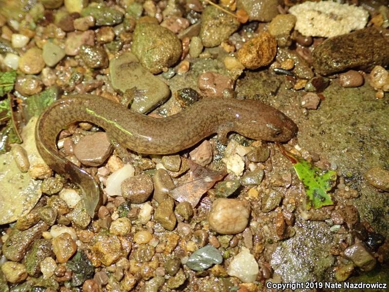 Northern Spring Salamander (Gyrinophilus porphyriticus porphyriticus)