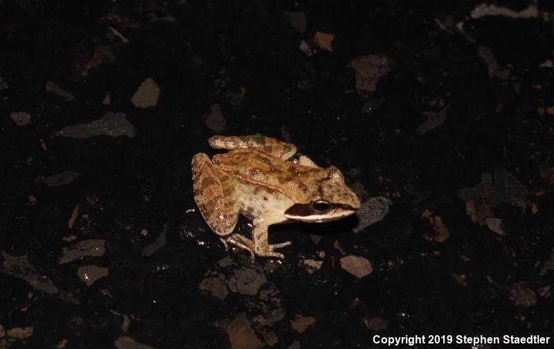 Wood Frog (Lithobates sylvaticus)