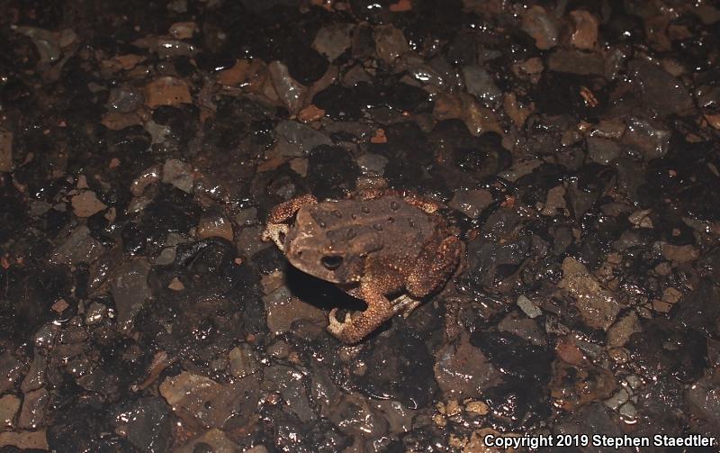 Eastern American Toad (Anaxyrus americanus americanus)