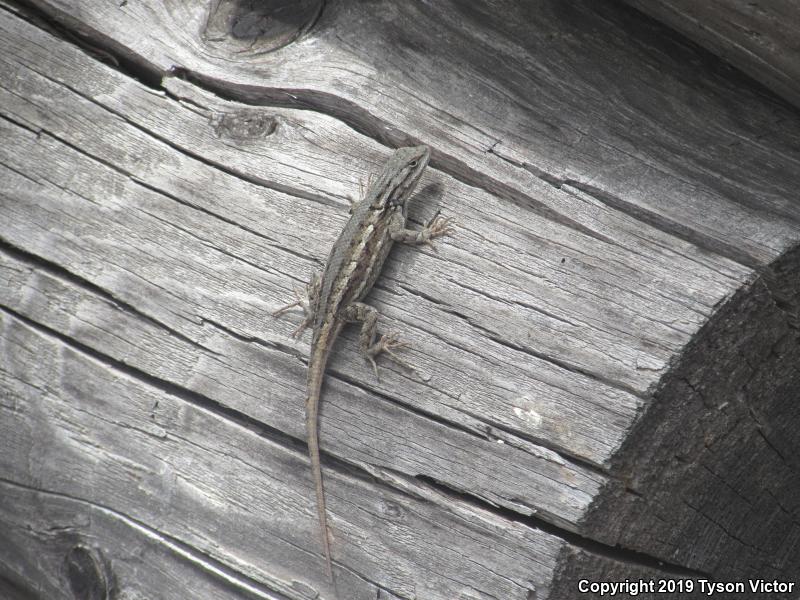 Southwestern Fence Lizard (Sceloporus cowlesi)