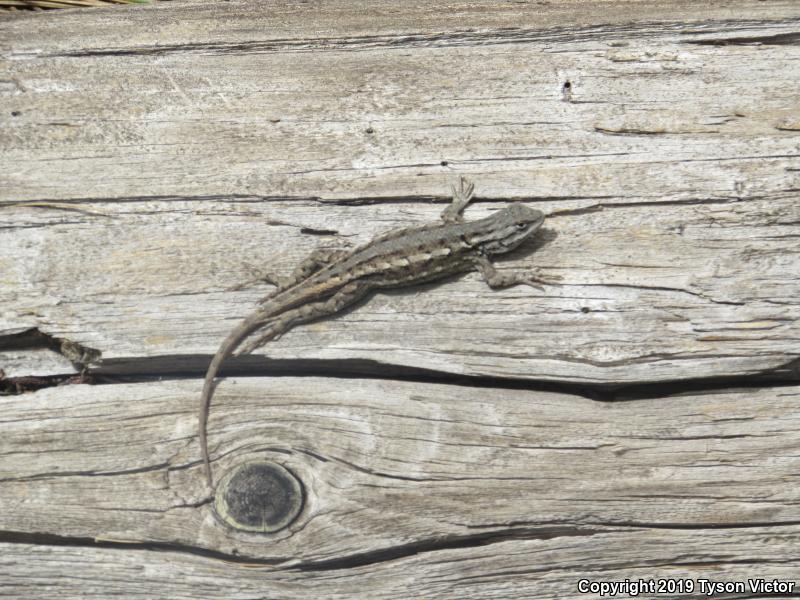 Southwestern Fence Lizard (Sceloporus cowlesi)