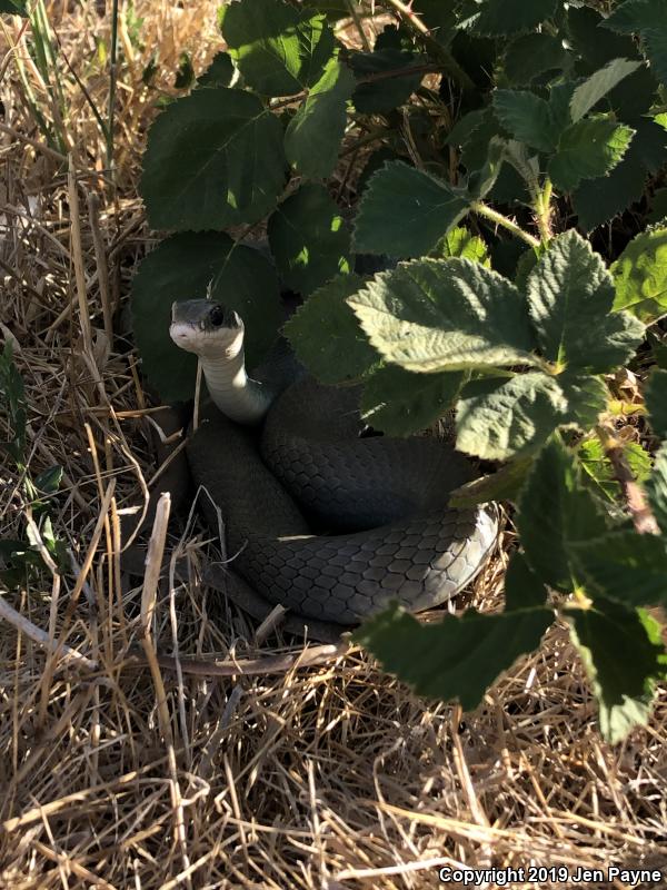 Western Yellow-bellied Racer (Coluber constrictor mormon)