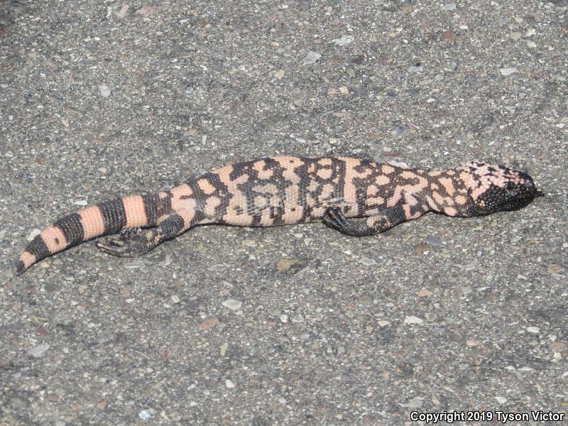 Reticulate Gila Monster (Heloderma suspectum suspectum)