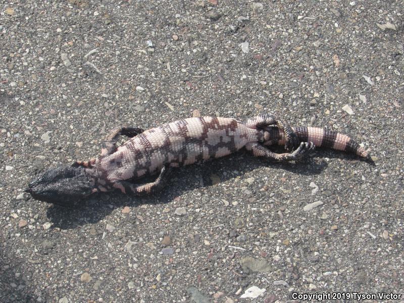 Reticulate Gila Monster (Heloderma suspectum suspectum)