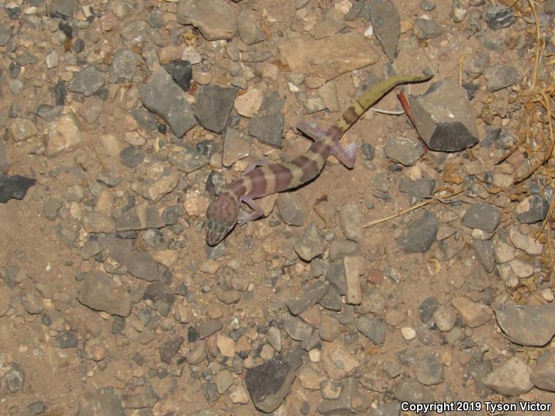 Tucson Banded Gecko (Coleonyx variegatus bogerti)