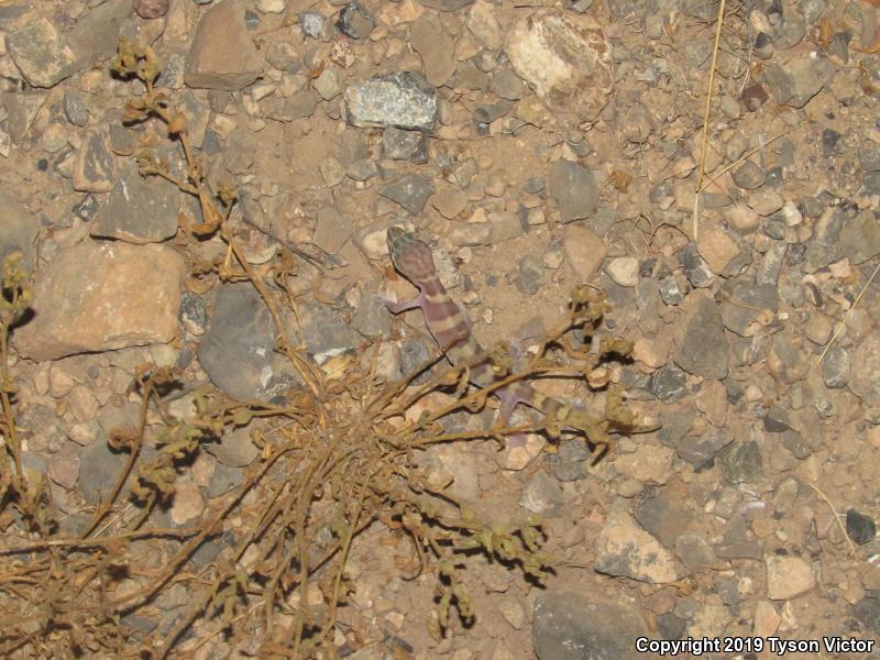 Tucson Banded Gecko (Coleonyx variegatus bogerti)