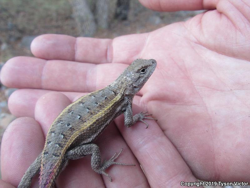 Striped Plateau Lizard (Sceloporus virgatus)