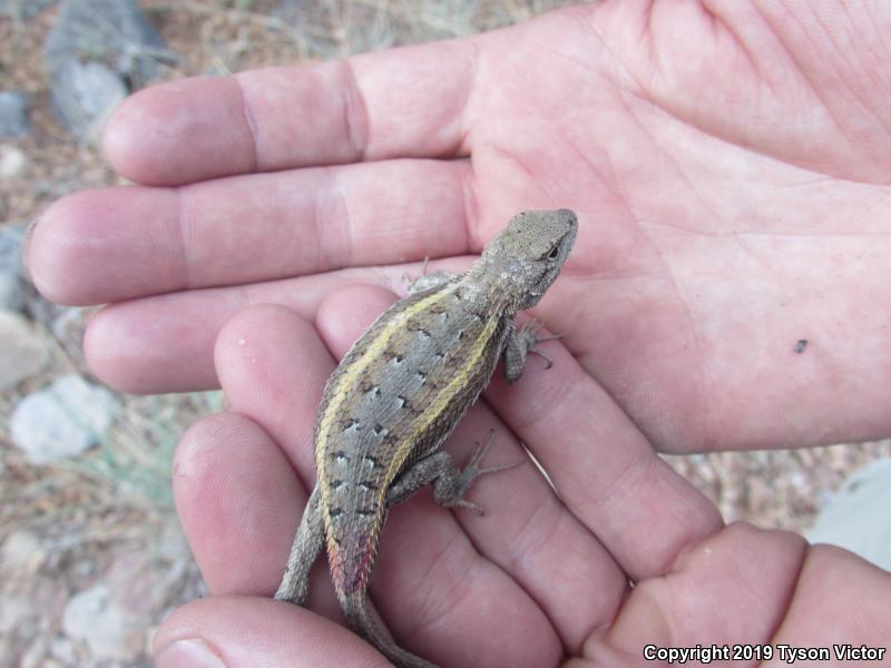 Striped Plateau Lizard (Sceloporus virgatus)