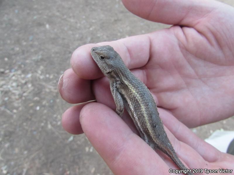 Striped Plateau Lizard (Sceloporus virgatus)