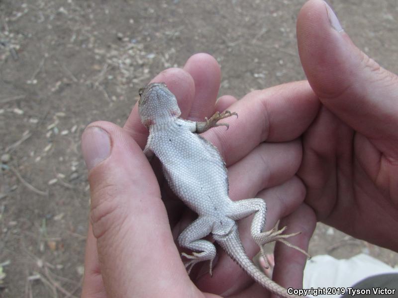 Striped Plateau Lizard (Sceloporus virgatus)