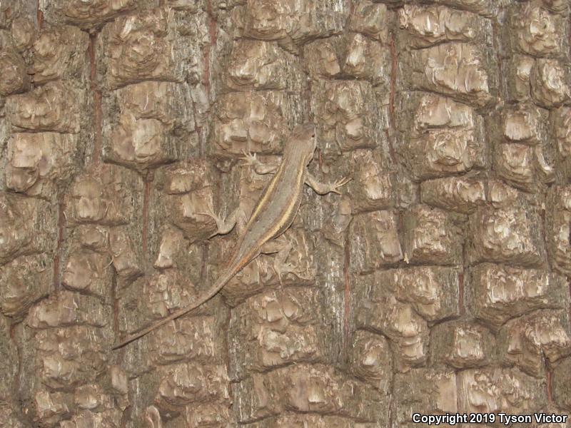 Striped Plateau Lizard (Sceloporus virgatus)