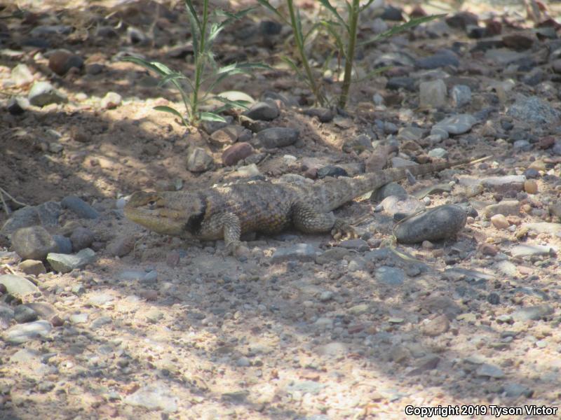 Orange-headed Spiny Lizard (Sceloporus magister cephaloflavus)