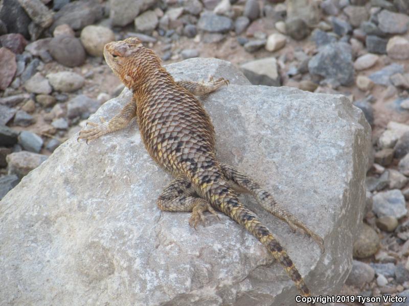 Orange-headed Spiny Lizard (Sceloporus magister cephaloflavus)