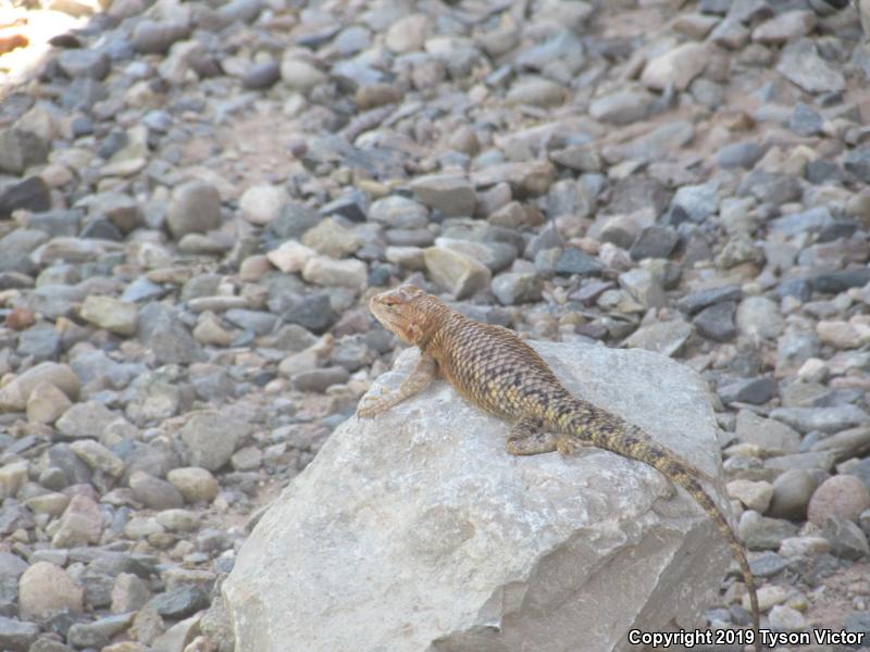 Orange-headed Spiny Lizard (Sceloporus magister cephaloflavus)