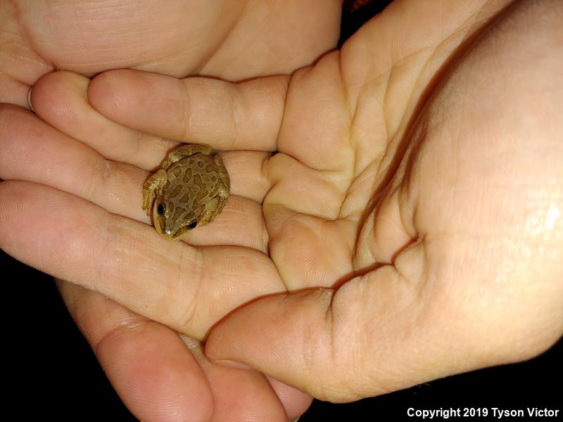 Boreal Chorus Frog (Pseudacris maculata)