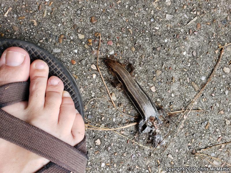 Broadhead Skink (Plestiodon laticeps)