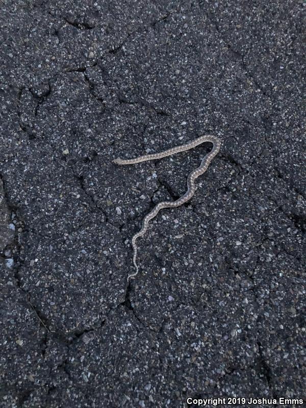 Painted Desert Glossy Snake (Arizona elegans philipi)