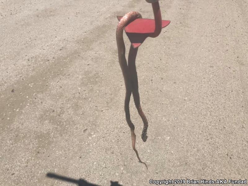 Red Racer (Coluber flagellum piceus)