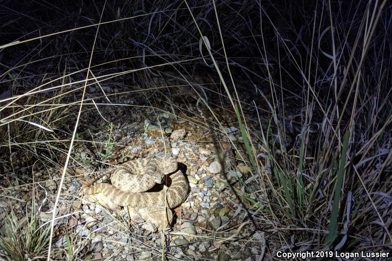 Tiger Rattlesnake (Crotalus tigris)