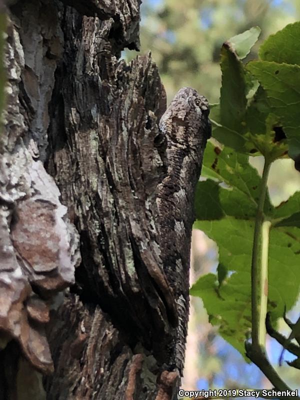 Eastern Fence Lizard (Sceloporus undulatus)