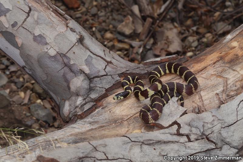 California Kingsnake (Lampropeltis getula californiae)