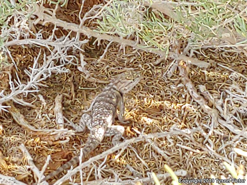 Orange-headed Spiny Lizard (Sceloporus magister cephaloflavus)