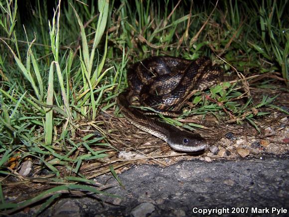 Texas Ratsnake (Pantherophis obsoletus lindheimeri)