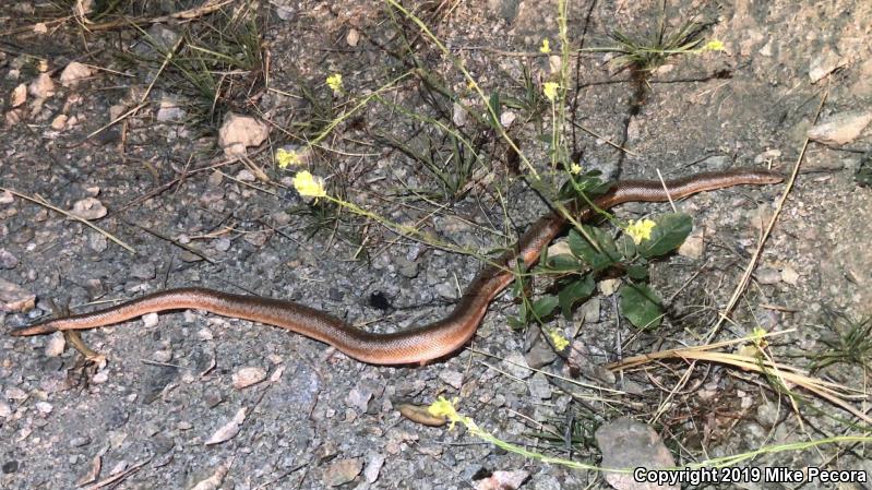 Coastal Rosy Boa (Lichanura trivirgata roseofusca)