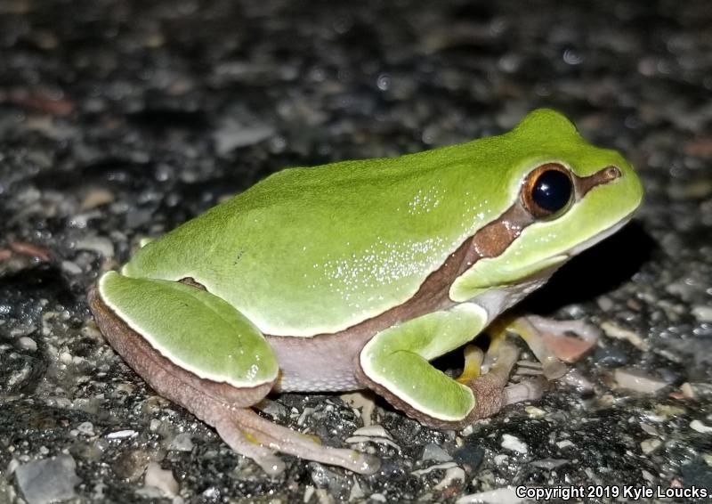 Pine Barrens Treefrog (Hyla andersonii)