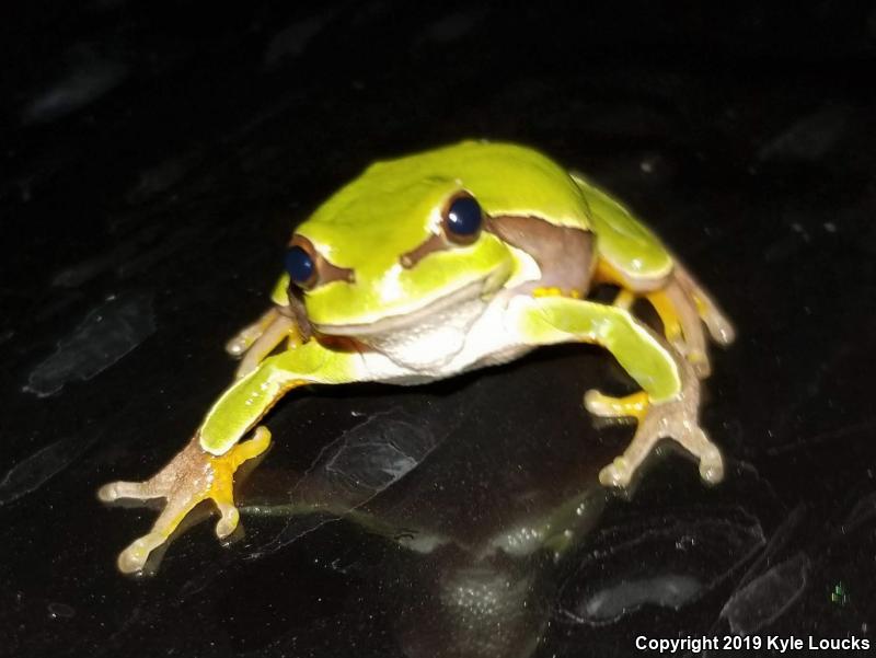 Pine Barrens Treefrog (Hyla andersonii)