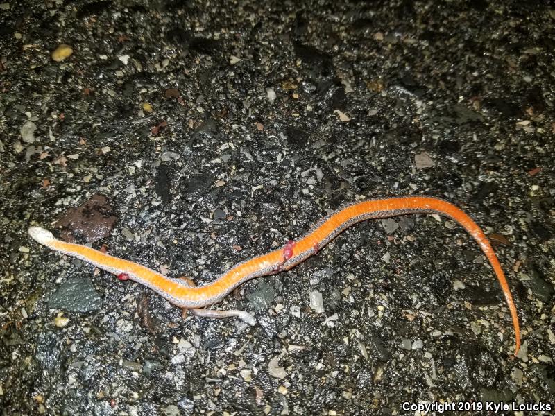 Northern Red-bellied Snake (Storeria occipitomaculata occipitomaculata)