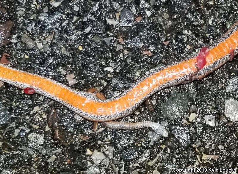 Northern Red-bellied Snake (Storeria occipitomaculata occipitomaculata)