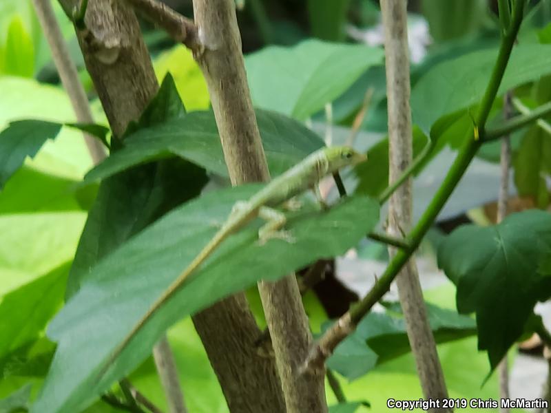 Northern Green Anole (Anolis carolinensis carolinensis)