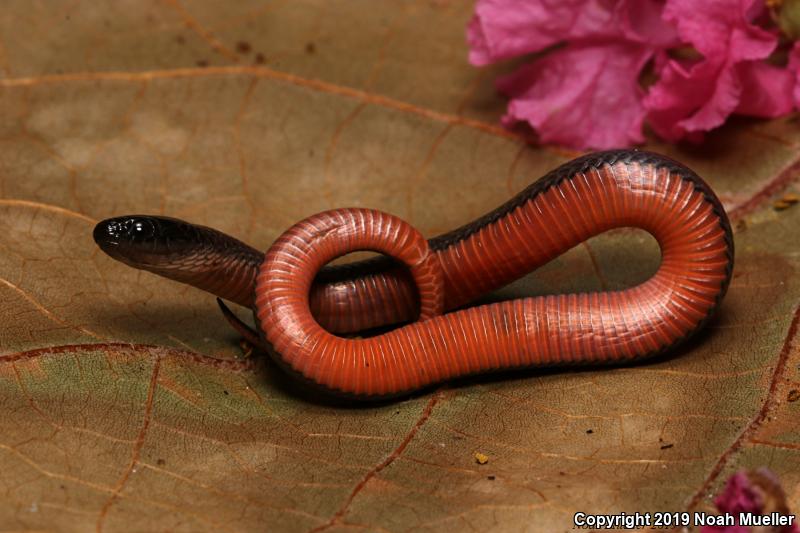 Black Swampsnake (Seminatrix pygaea)