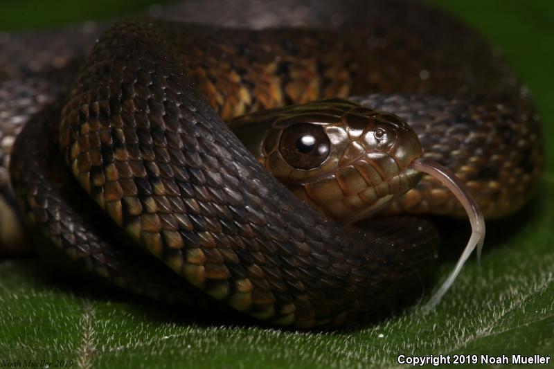 Florida Green Watersnake (Nerodia floridana)