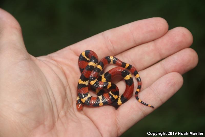 Scarlet Kingsnake (Lampropeltis triangulum elapsoides)