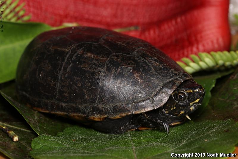 Striped Mud Turtle (Kinosternon baurii)