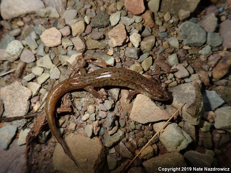 Northern Dusky Salamander (Desmognathus fuscus)