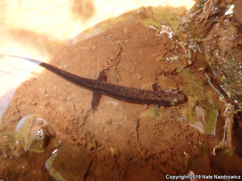 Allegheny Mountain Dusky Salamander (Desmognathus ochrophaeus)