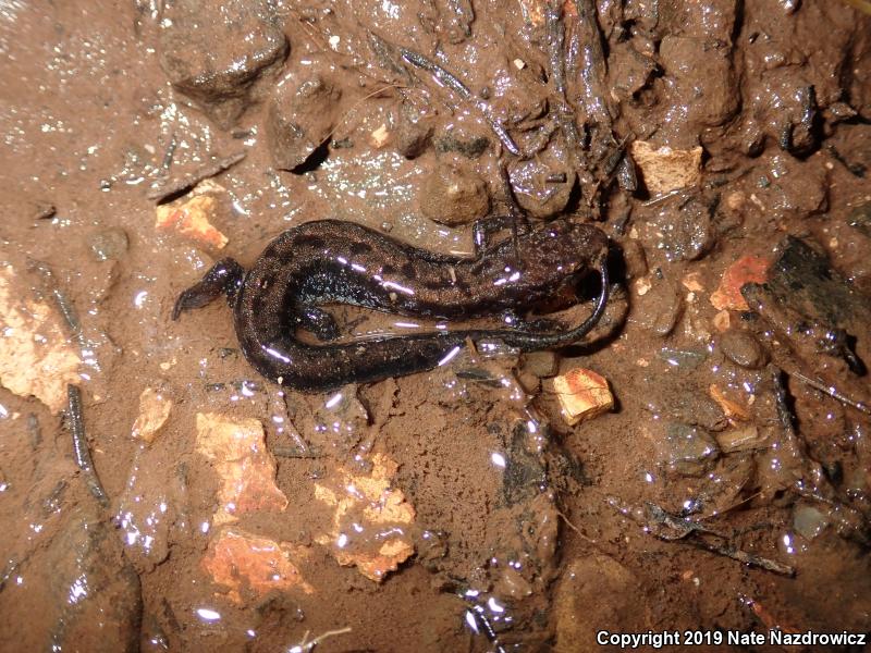 Allegheny Mountain Dusky Salamander (Desmognathus ochrophaeus)