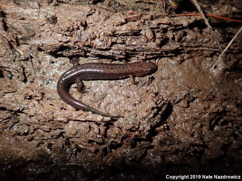 Allegheny Mountain Dusky Salamander (Desmognathus ochrophaeus)