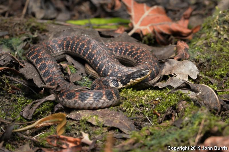 Kirtland's Snake (Clonophis kirtlandii)