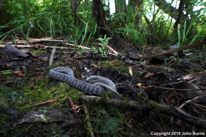 Kirtland's Snake (Clonophis kirtlandii)