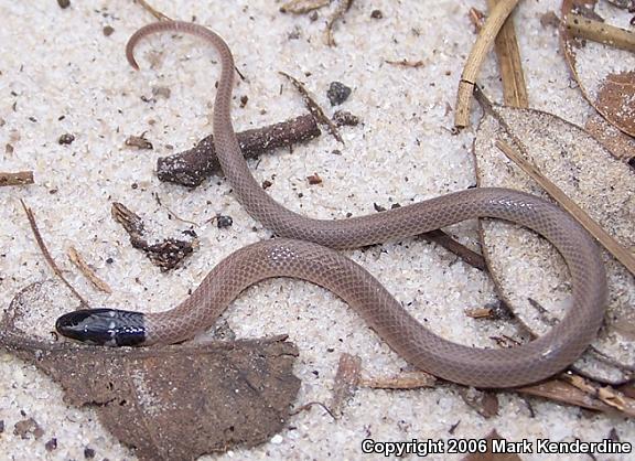 Central Florida Crowned Snake (Tantilla relicta neilli)